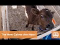 The New Calves Are Here!