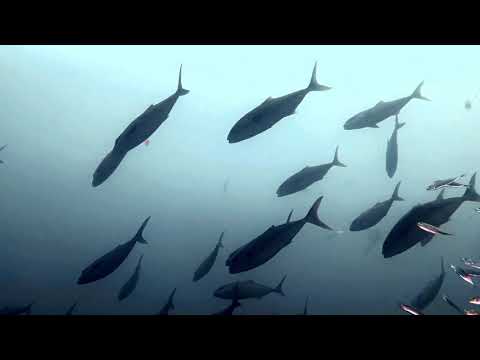 Diving with Dive Locker: Rough Seas, Stingrays, Wrecks!
