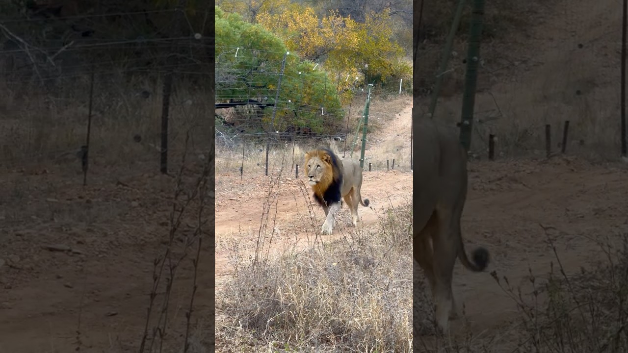 Se correr o bicho pega, se ficar o bicho come! #shorts #safari #leão #southafrica #africa #animals