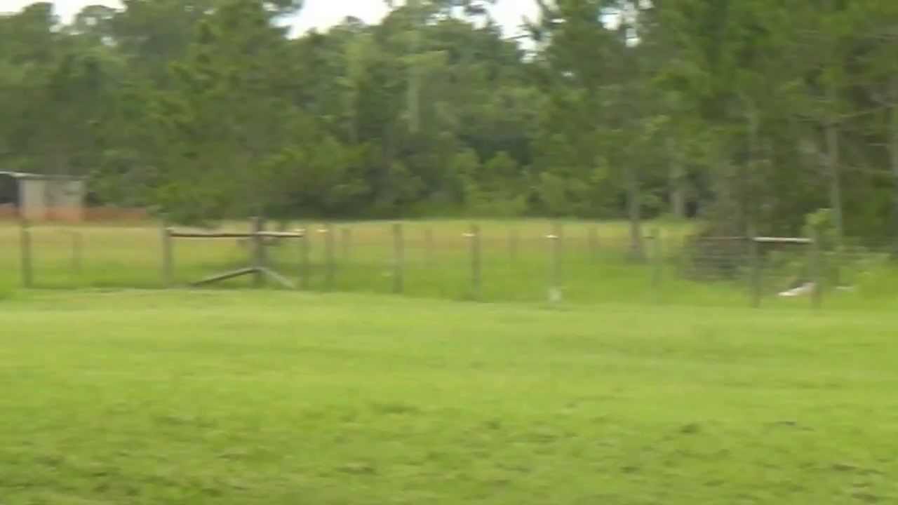 Horse Ranch in Ormond Beach Florida 2 YouTube