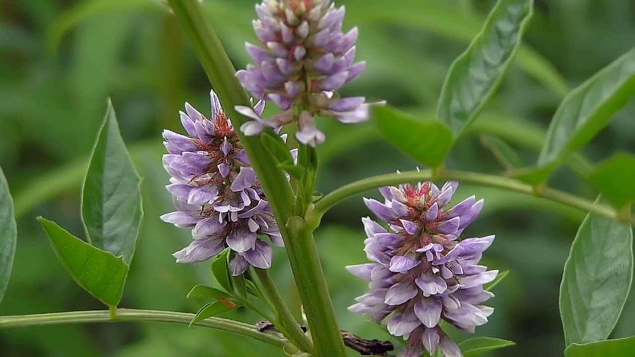 glycyrrhiza glabra monograph YouTube