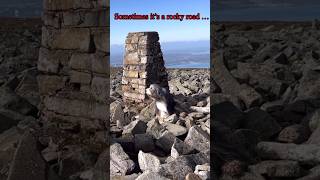 ⛰ Our dog & a rocky hike!  #hikingwithdogs #shaggydog #beardedcollie #shorts