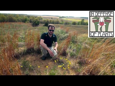 Video: Informācija par Pholisma Plants - kas ir smilšu barība un kur tās aug
