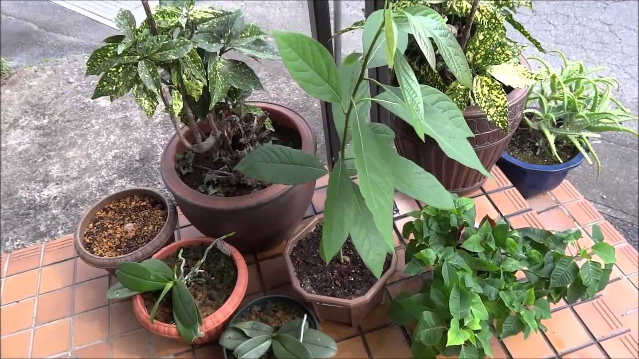 アボカドの簡単な育て方 水耕栽培よりも鉢植えの方が簡単 Youtube