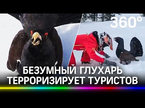 Глухарь выгнал туристов из природного парка в Красноярском крае. И настучал им по шлему - видео