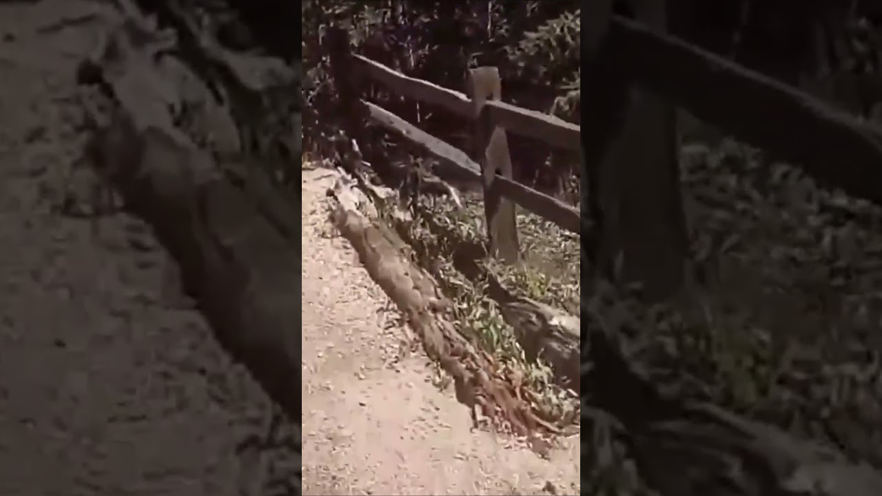 Labor Day Wknd. '25 #short 9