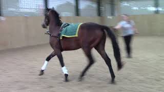 SOLD Rosie lunging for 3rd time May 2018