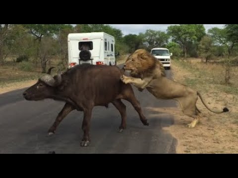 Mantimahle Male Lions take down buffalo on the road - Kruger National Park *Original footage* - YouTube