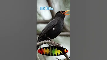 Blackbird Call صوت الشحرور 