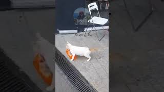 Поступок одной кошки в Турции #турция2023 #переездвтурцию #новоститурции #котывтурции