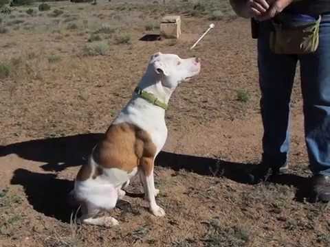 santa clarita diet Meet Frank