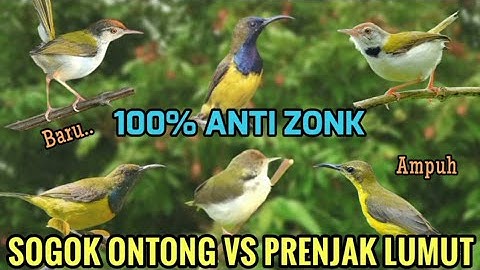 Suara pikat sogon ribut kombinasi prenjak lumut ampuh baru di 2025
