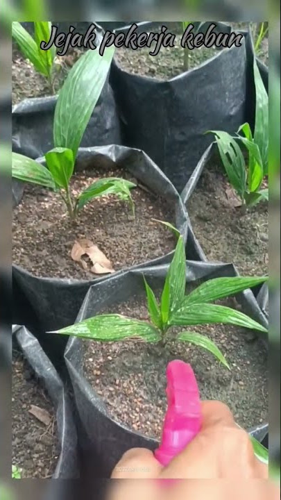 penyemprotan fungisida antracol pencegah bintik coklat tanaman sawit #shorts