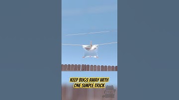 Flies Hate This Simple Trick – Here’s Why
