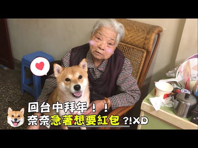 【柴犬Nana(奈奈)】回台中拜年!奈奈急著想要紅包?!