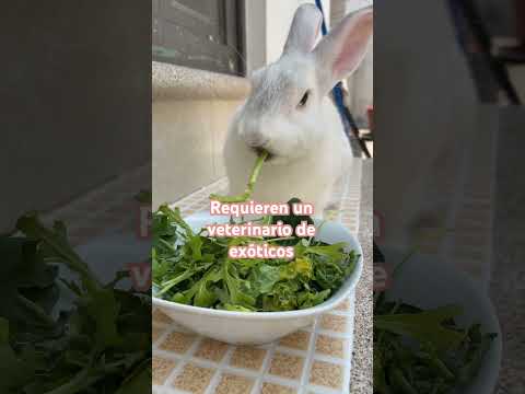 Los conejos son mascotas para niños? #conejo #bunnies #animals #bunny #rabbits #cute #pet