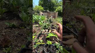 Link in bio to join the free course and community….#regenerativegardening