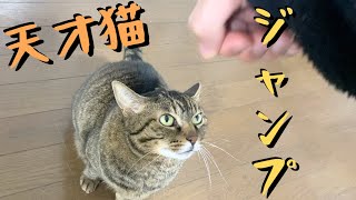 自分が思う最高の猫画 An overly obedient genius cat that jumps at the call of its