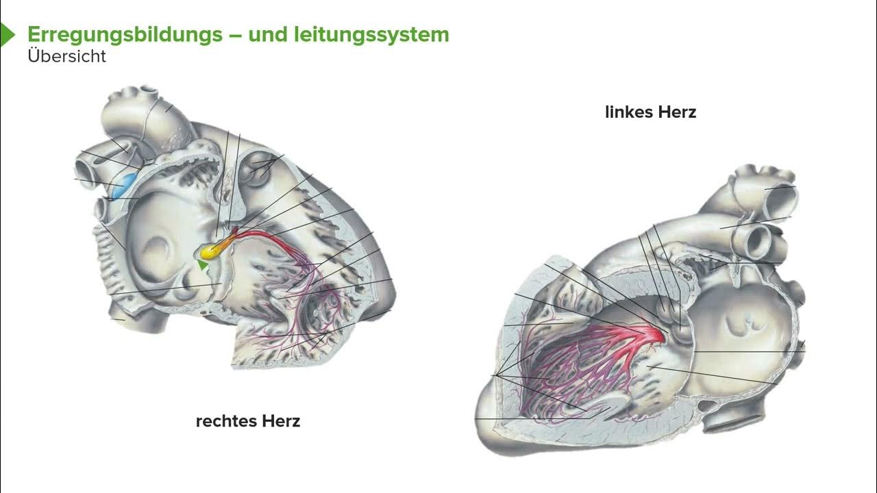 Physiologie I Herzphysiologie: Erregungsbildungs- und Leitungssystem I ...
