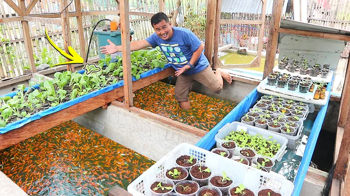 Inside in my Ornamental fish farm│Daily rourine - DayDayNews