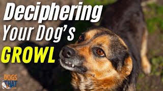 Growling, Snarling and Snapping: Deciphering Your Dog’s Growl