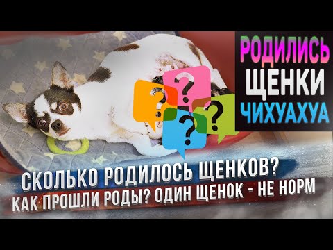 Видео: Годовалый чихуахуа родил 11 здоровых щенков