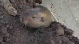 Gopher Digging