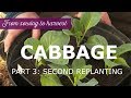 Growing cabbage from sowing to harvest - Part 3: Second replanting