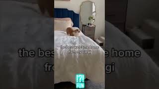 Funny videos with dogs -  FUN part 52 #shorts #funny #dog #dogs