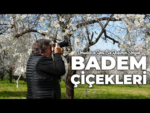 Video: Badem Ağacım Çiçek Açmıyor - Bunda Neden Badem Çiçeği Yok