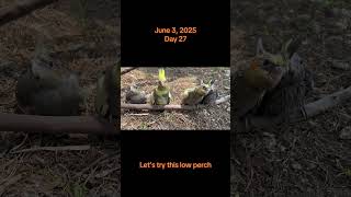 Day 27 update. #cockatielbirds #cockatiel #hatch #nest #breeding #babycockatiel #eevee