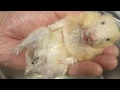 おじいちゃんの死を 看取った
