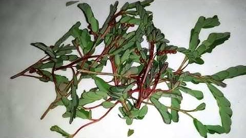 Inilah Manfaat Luar Biasa Daun Meniran Untuk Kesehatan Tubuh