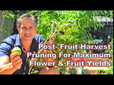 Post-Fruit Harvest Pruning For Maximum Flower & Fruit Yields -- Apple Tree Example