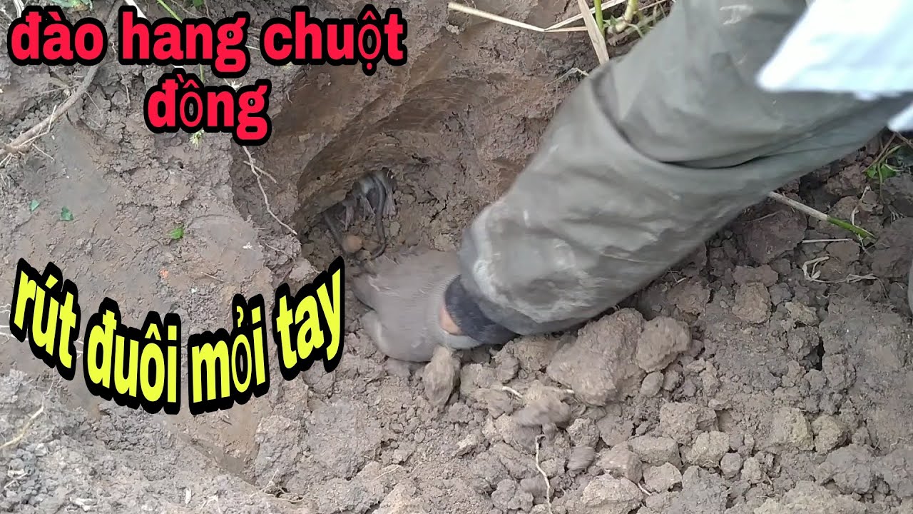 Đào chuột đồng béo múp xếp hàng để được rút đuôi p26_Cava un hámster gordo para alinearlo