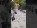 Landscaping #shorts #youtubeshorts #trending #viral #plants #nature #fyp #urbangarden #newzealand