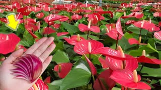 1 Slice Of Onion Causes Anthurium To Produce Many Flowers Out Of Control