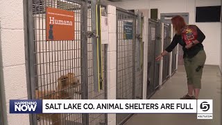 Salt Lake Co. animal shelters are full; staff pleading for help from the community
