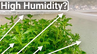 Emersed Aquarium Plant Farming - The Benefit of High Humidity? by Aquarium Plant Lab 7,877 views 2 years ago 8 minutes, 40 seconds