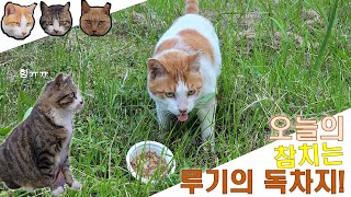 학교냥이 (얼)루기 잔디밭에서 참치 먹방해요