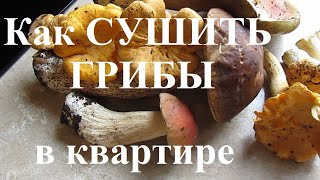 Как сушить Грибы в квартире (в домашних условиях) ЛАЙФХАК