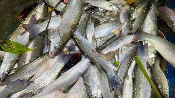 Dùng Lưới Lớn Te Cá Đối Đêm| Vô Mánh Mẻ Cá Đối Lớn|| TCNTV #505