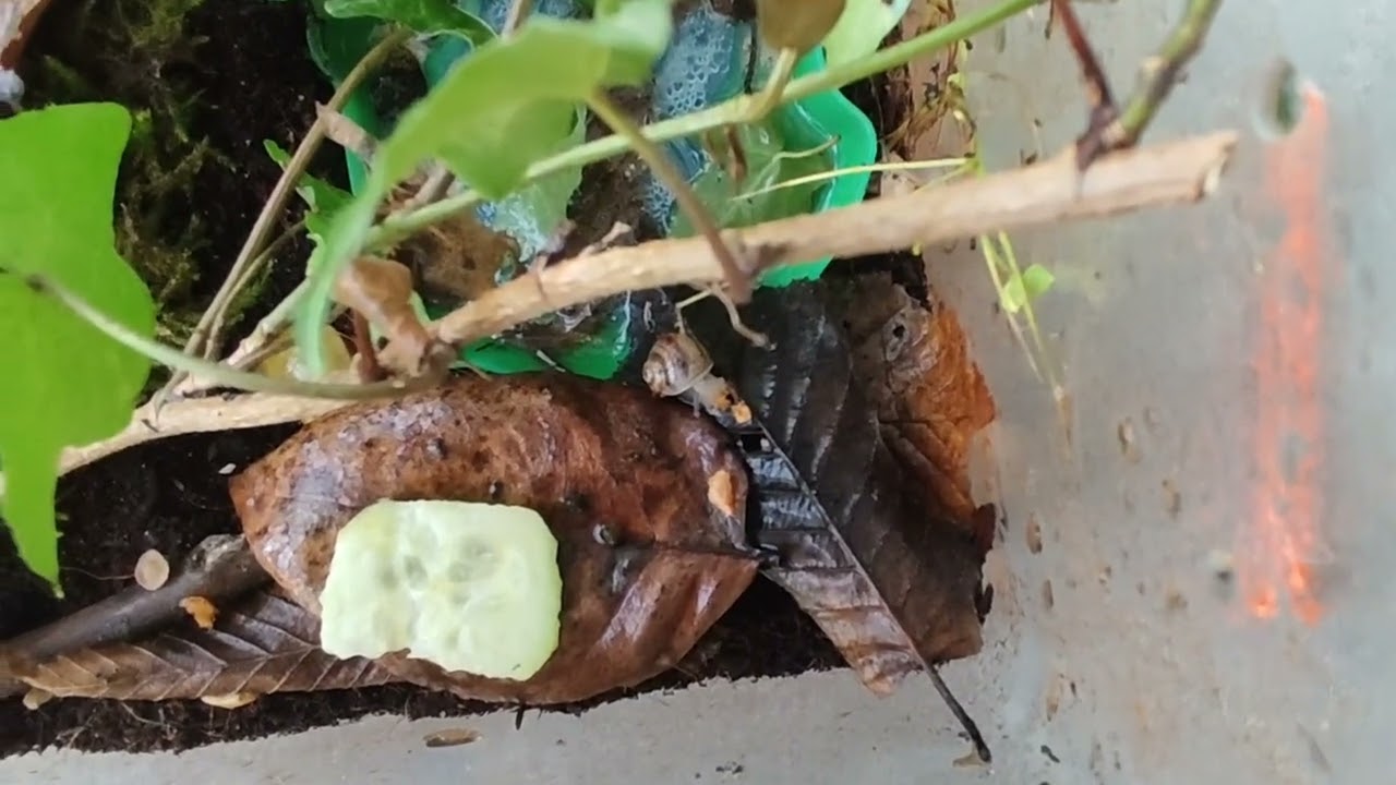 Schneckenbaby Peppa beim großen Fressen #schnecken 🐌