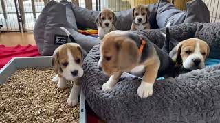 Beagle Puppy Army Fighting & Howling