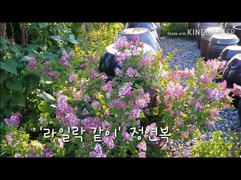 미스킴 라일락(Miss Kim Lilac)