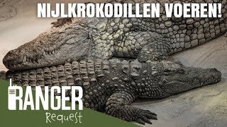 KROKODILLEN VOEREN! | Ranger Request