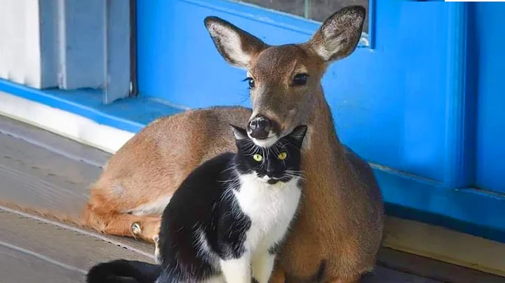 When your cat brings home a friend 🤣 - DayDayNews
