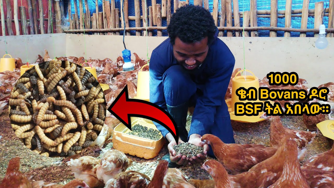 ቄብ ዶሮ BSF larvae(ትል) አበላው። soor Africa