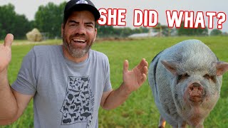 We've NEVER Seen Our Pig Do This Before! (What's Wrong With Her?)