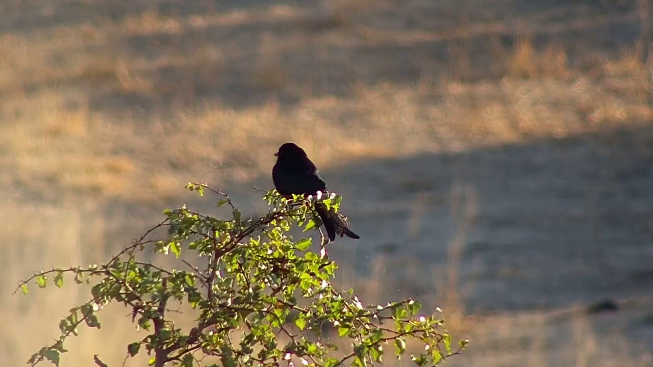 camera iphone 8 plus apk Djuma: Fork-tailed Drongo - 07:40 - 07/15/19